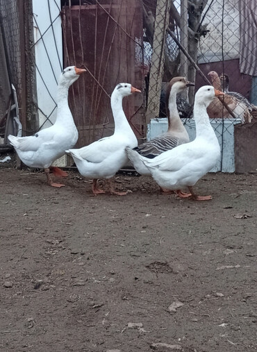 Qazlar: Qazlar satılır – həm ətlik, həm də damazlıq məqsədlər üçün — 3