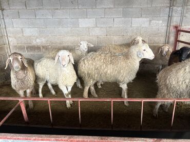 Бараны, овцы: Продаю | Овца (самка) | На забой | Матка, Ярка — 12
