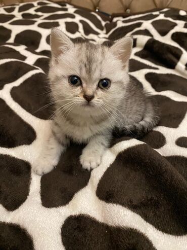 Pişiklər: Britan yastı qulaq, Erkək, Dişi, Yaxşı əllərə, Ünvandan götürmə, Pulsuz çatdırılma, Ödənişli çatdırılma — 55