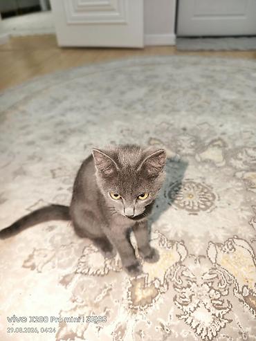 мейн кун кошка цена: 🐾 Продаётся красивый серо-голубой кот Красивый кот с необычным — 2
