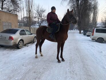 лошадь жеребёнок: Продаю | Конь (самец) | Для разведения, Конный спорт