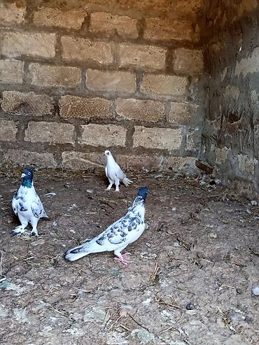 mor rəng: Salam. Hamısı tam sağlam heyvanlardır. Tutulma falan deyil. Hamısı — 8