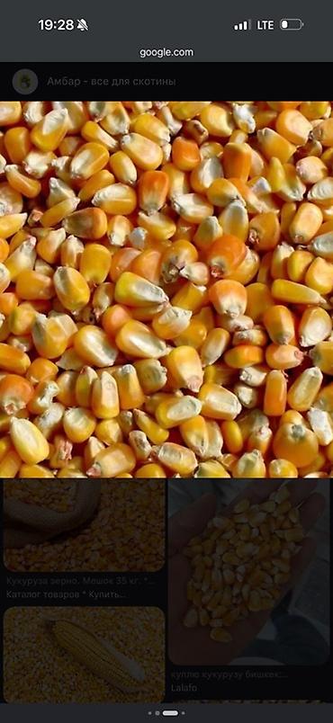 куры живые: Кукуруза зерновая - Крупное желто-оранжевое зерно, равномерной — 1