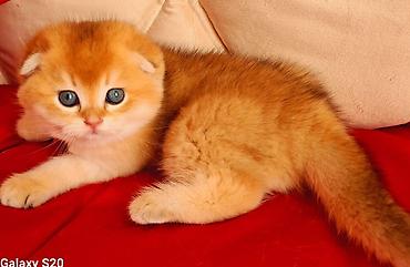 Кошки: Шотландская вислоухая — 9