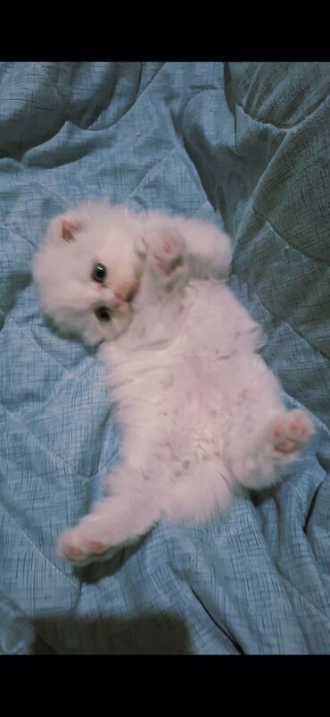 Pişiklər: Şinşilla, Dişi -da lalafo.az — 4 Pişiklər: Şinşilla, Dişi — 4