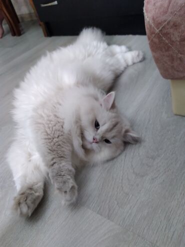 Кошки: Шиншилла, Самец, Для вязки, Самовывоз