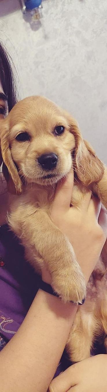 adamcıl it: Labrador-retriver, 2 ay, Erkək — 6