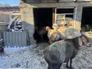 куплю домашнее животное: Продаю | Овца (самка) | Гиссарская, Арашан | Для разведения | Матка