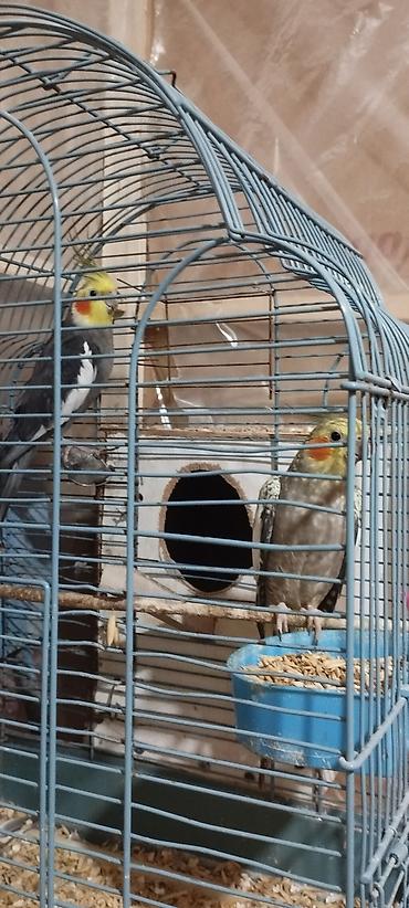 dekarativ quslar: HAZİR BALA VEREN CUTLERDİ - Növ: Nimfa (Cockatiel) cütü – biri boz/aq — 4