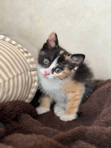 котята скотиш фолд: Домашние котята. 1,5 месяца. Кушают обычный и сухой корм. Приучены к