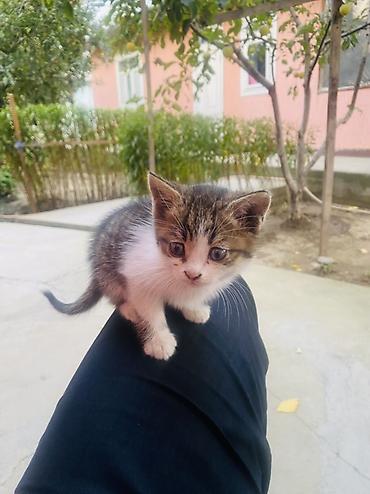 белая персидская кошка: Котёнок, 1–1,5 месяца, окрас бело‑тигровый (белая грудка и лапки — 2