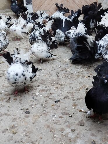 манчкин кот цена бишкек: Salam aleykum.Pavlin göyərçinləri satılır.Pavlinlərin sağlamlığına