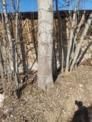 пекарня оборудование: Бака Терек сатылат