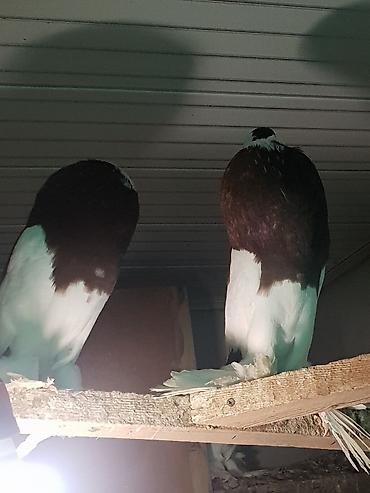 Pişiklər: Pişiklər -da lalafo.az — 9 Pişiklər: Pişiklər — 9