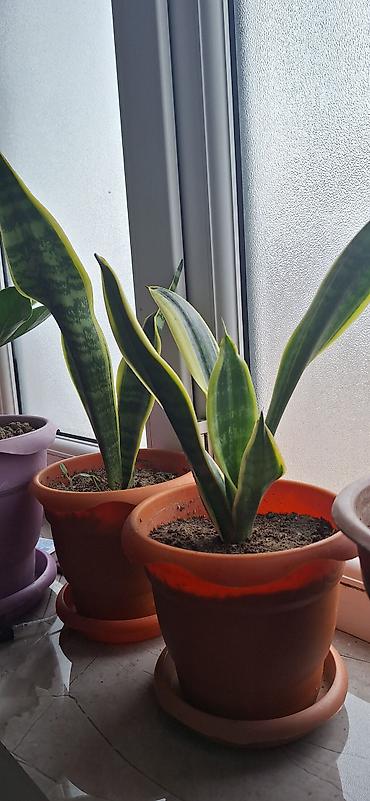 agac satisi baki: Sansevieria “Laurentii” (ilan bitkisi) – saksıda - Yarpaqlar — 2