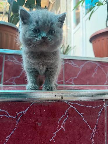 мышык парода: Пухлый серый котёнок с короткой, густой плюшевой шерстью. Окрас — 7