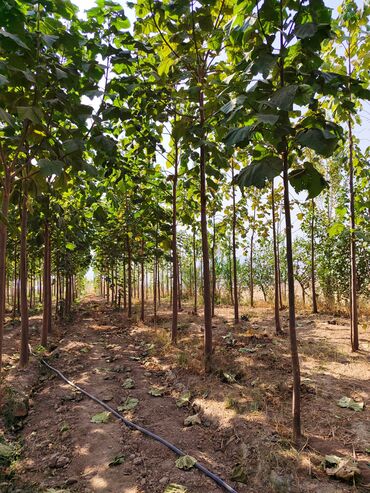 Декоративные деревья: Саженцы деревьев: Павловнии, Платная доставка at lalafo.kg — 4 Декоративные деревья: Саженцы деревьев: Павловнии, Платная доставка — 4