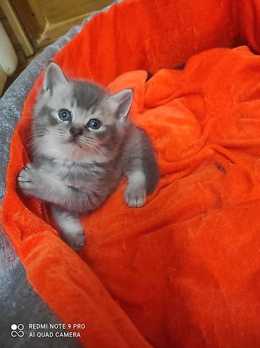 Şirin boz tük örtüyünə və mavi gözlərə malik balaca pişik balası lalafo.az -da Şirin boz tük örtüyünə və mavi gözlərə malik balaca pişik balası