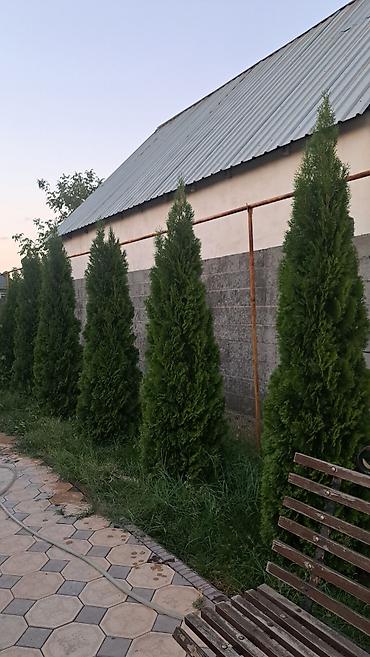 фарфоровые куклы стоимость: Туя польский смараг высота 3 метра 7 штук по 25 тысяч — 2