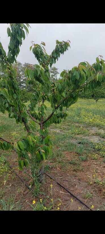 Torpaq sahələrinin satışı: 400 sot, Kənd təsərrüfatı, Mülkiyyətçi, Kupça (Çıxarış) — 7