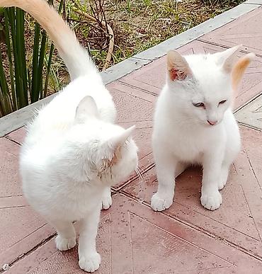 Erkək, Dişi, Yaxşı əllərə, Ünvandan götürmə