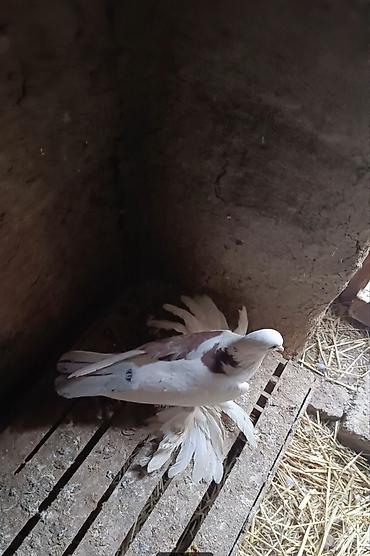 goyercin satisi: Oynaq quşdu iri lələklidi — 2