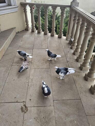 сколько стоит аквариум: 5 dene ağ baş aş qened 1 dene kemer goy dekorativ hamısı. 100 manat