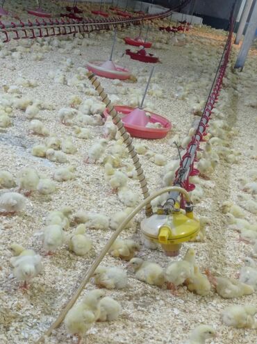 Boşqablar: Toyug fermadina isci teleb olunur yatacag yer yimej verilir isci
