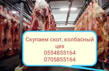 продаю теленка: Куплю | Коровы, быки, Другие с/х животные, Лошади, кони | Круглосуточно, На забой, на мясо, Любое состояние