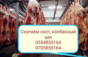 куры живые: Колбасный цех : Коровы, быки, Лошади, кони, | Круглосуточно, На забой, на мясо, На откорм — 4