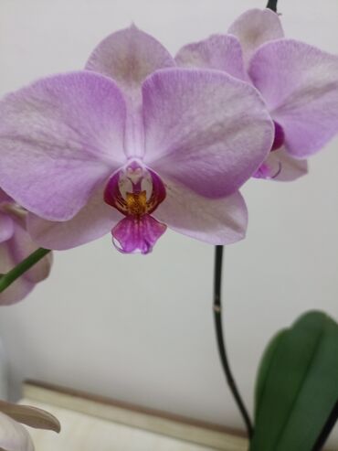 цветы бишкек комнатные: Распродажа орхидеи здоровые адаптированные домашнее цветение с