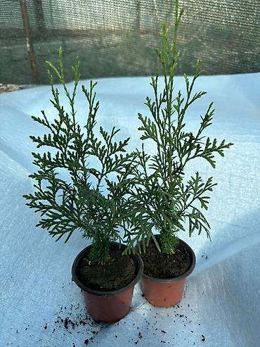 Туя: Туя западная — саженцы в контейнерах - Вид: Thuja occidentalis (туя — 10