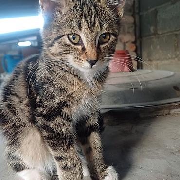 Котята, домашние. Окрас: - тигровые табби с белыми «носочками» и at lalafo.kg Котята, домашние. Окрас: - тигровые табби с белыми «носочками» и