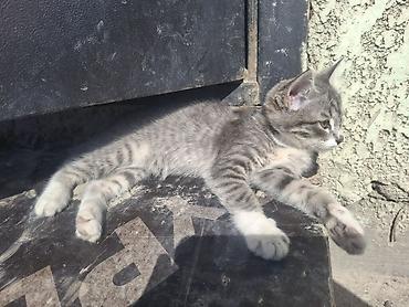 кошка породистые: Кошка даром: Беспородная, Мальчик — 2