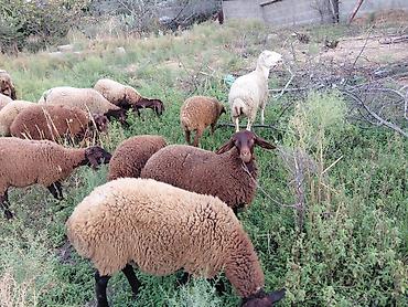 it satisi baki: Dişi, Qala, il: 1, 50 kq, Damazlıq — 2