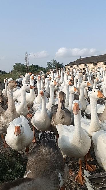 ev quşlari haqqinda melumat: Salam . 1illik linda kuban qaz surusu satılır 400ədəd qazdı tam — 5