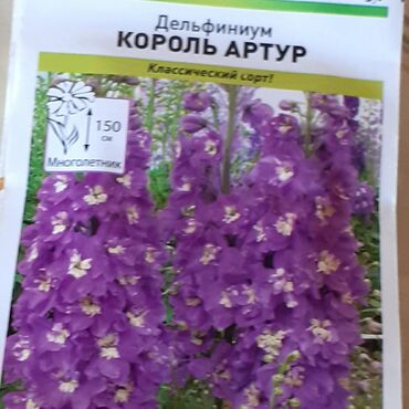 Другие книги и журналы: Продается семена дельфиниумов и катарантусов — 7