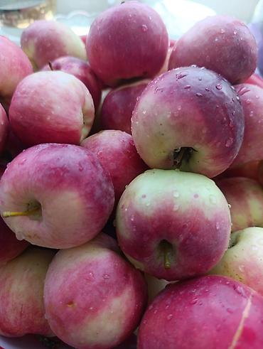 fire maple: Натуральный яблочный уксус «Таза продукт» - Сырьё: свежие садовые — 3