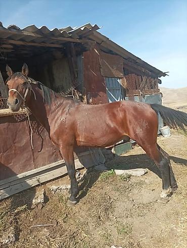 Айыл-чарба жаныбарлары: Сатам | Байтал | Жумушка — 2
