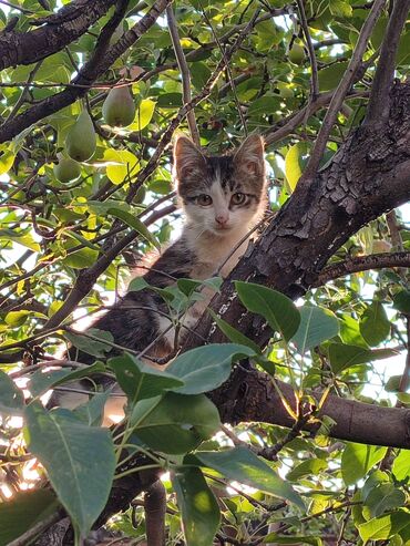голая кошка сфинкс цена: Кошка даром: Беспородная, 2 месяца, Девочка, Приучена к лотку