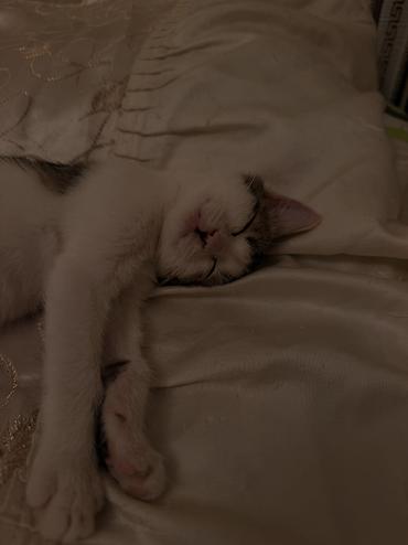 böyüməyən pişik: Mehriban əllərə verilir! 🐾 3 aylıq mehriban və şirin bir pişik — 3