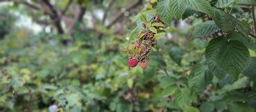 Продажа участков: 10 соток — 30