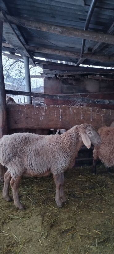 Бараны, овцы: Продаю | Баран (самец) | Для разведения | Осеменитель at lalafo.kg — 7 Бараны, овцы: Продаю | Баран (самец) | Для разведения | Осеменитель — 7