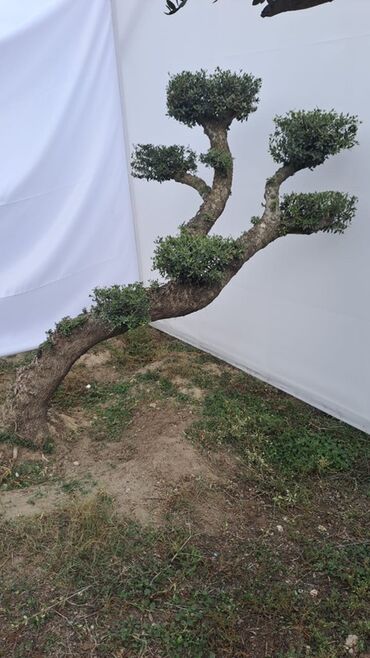 Ağaclar: Bonsai formalı zeytun ağacları – bağ və landşaft üçün Məhsulun — 3