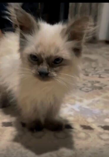 darling pişik yemi: Siam, Erkək, Dişi, Yaxşı əllərə, Pulsuz çatdırılma