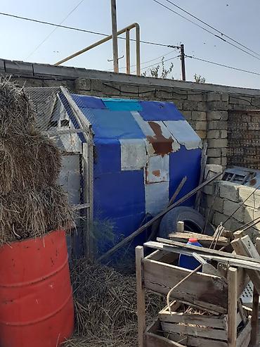 mal inək: 2 metir hündürlüyü 1.80 uzunu 1.20 eni taxdadan dı ünvan novxanı — 2
