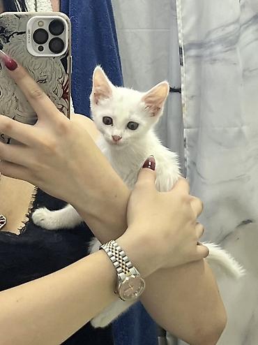 Мышыктар: 3 айлык, Ургаачы, Ак, Лотокко барууга үйрөтүлгөн — 2