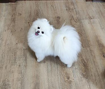 Продажа собак: Шпиц, 3 месяца, Самец, С родословной — 15