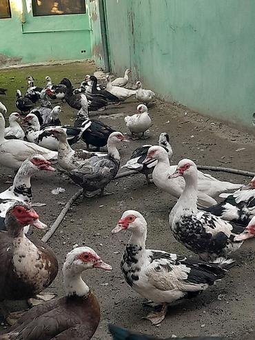 ördəyi: Kom halda hamsi 20 manatdan xoruzlu fereli tek tek 15 20 manat fereler — 2