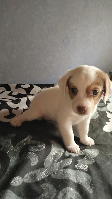 ev itleri ucuz: Çixuahua, 1 ay — 3